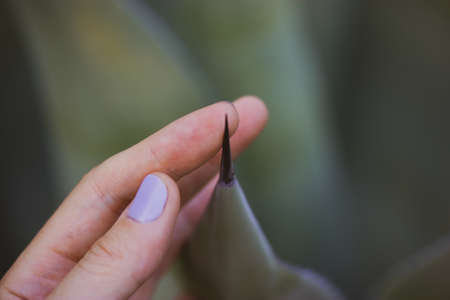 A huge long black sharp prickly thorn of Agave fernandi regis in a woman's hand on green natural background. Succulent, cactus dangerous desert plants grows in Mexico. Agave plantation. Tequila leavesの写真素材