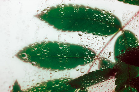 Green leaf behind a glass with water, dew drops after rain. Foliage on a light background. Rain...