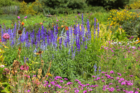 Autumnal botanical garden. Various multicolored flowers blooming in park flowerbed at sunny autumn...