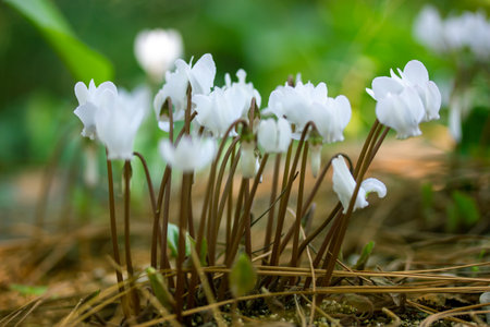 White lilac cyclamen hederifolium flowers grow on forest edge in a botanical garden, park, forest in the wild in summer. Blooms in a national park in spring. nature's awakening. wild cyclamens in woodの写真素材