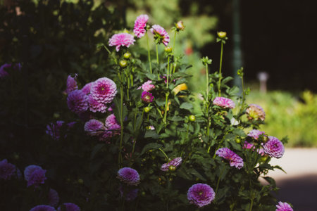 Pink dahlias blooming in botanical garden. Buds in full bloom on a bush. autumnal flowers. Planting,...