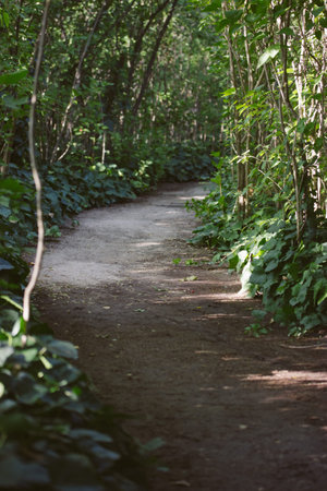 A winding dirt road, path, pathway in a forest with tall old trees with green foliage. Tranquil...