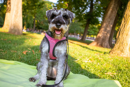 Cute funny Zwergschnauzer puppy sits on a green lawn in sunny summer or spring day. Hunting,...