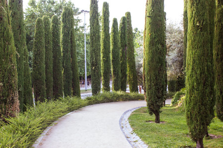 A winding dirt road deep into public park, botanical garden with tall pruned cypress trees in row...