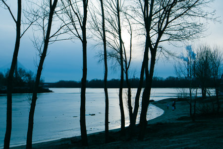 Bare trees silhouettes without foliage on a river coast, lake shore against blue sky in a cold fall,...