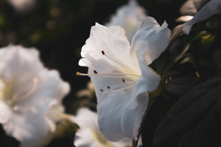 Azalea garden in full bloom. White Rhododendron flowers open buds with delicate petals among green foliage in daylight. Flowering bush in spring summer in the botanical garden, park. floral backgroundの写真素材