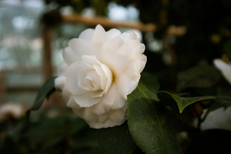 Camellia Japanese also known as common camellia open flower bud on a dark background with copy space. A bush in full bloom in a spring botanical garden. tender petals. floral background.の写真素材