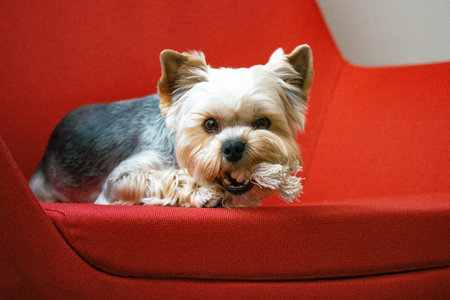 Cute funny purebred Yorkshire Terrier dog lies on a red chair in a modern interior and chews on a...