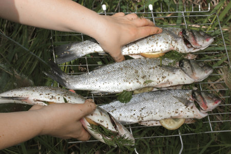 Fresh raw fish in a woman's hands top view. Chef stuffs and lays fish on metal grate for barbecue grilling at a picnic in a countryside. Sea healthy food cooking in the woods, forest on green grass.の写真素材