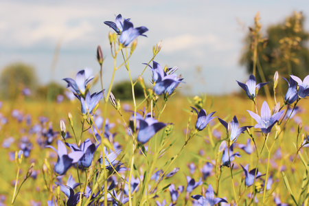 Blue bellflowers blooming in a spring meadow. Flowering field, plants in a garden in summer day. Floral postcard for congratulations with holidays. Wild blossoming field in sunny day. growing flowers.の写真素材