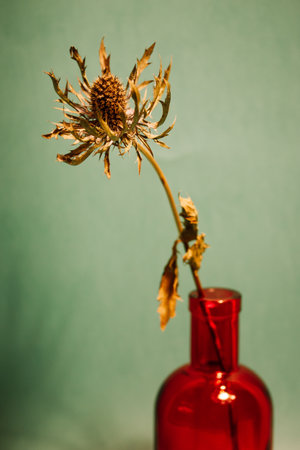 Blue sea holly dry prickly flower in red glass vase on green background. Vertical still life decor for interior of a stylish home. Dishes and flowers. Eryngium bluegill. Winter floral bouquet indoors.の写真素材