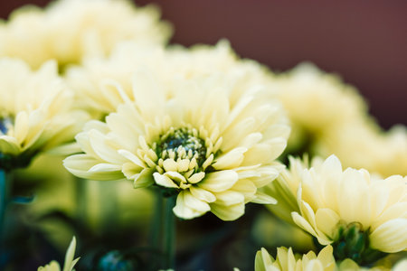 Gorgeous pale yellow green small chrysanthemums with fragrant buds, delicate petals background wallpaper. Macro photo of flowering bulbous plants in bloom. Bouquet of mums flowers. Congratulations.の写真素材