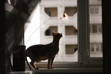 Bald Canadian Sphynx is playing with a feathers toy on a window sill. A dreamy sphinx cat silhouette...