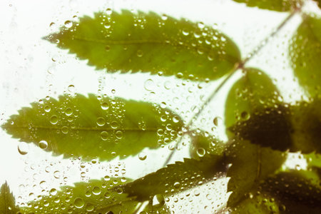 Background of bright green leaves behind a glass with lots of water or dew drops on it after summer...