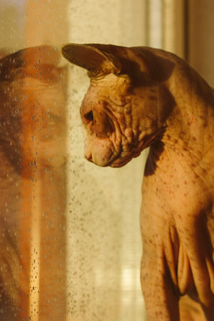 Reflection of a cat in a window. Canadian Sphynx cat on a windowsill looks out a window. Rain in...