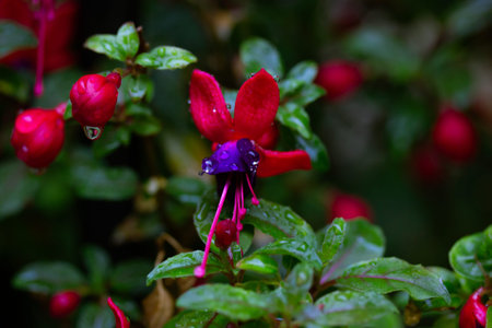 Dwarf fuchsias with small purplish-pink inflorescences and raindrops on bell-shaped flowers hanging...