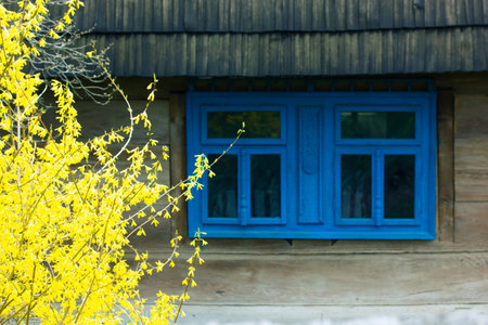 Traditional Ukrainian hut, an old wooden house with a wooden roof, blue window frame. Vintage ethnic Ukrainian architecture. Flowering bush with yellow flowers in the garden in front of the house.の写真素材