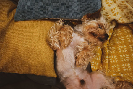 Happy relaxed little Yorkshire Terrier dog lying belly up on bed, sofa in modern interior. Doggie,...