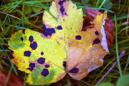 Autumnal multicolored yellow green brown maple leaf with black dots natural background. Autumn, fall season symbol. September, October wood, woods, parkland, woodland. A change of seasons of year.の写真素材
