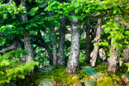 Tree trunks of bonsai trees on green background. Cultivation of dwarf tree in the woods, forest in sunny day. Cultivated plants in a botanical garden in China, Japan. Geo mat, mesh to strengthen soilsの写真素材