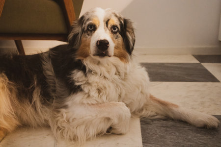 Australian shepherd clever dog is lying on a marble floor, black white tiles in home interior. Long-haired tricolor big dog with blue eyes relaxing and posing for camera. Canine pet resting indoors.の写真素材