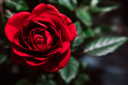 Beautiful fragrant red rosebud petals among green foliage view from above. Growing flowers in...