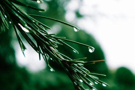 Evergreen conifers pine spruce tree branch long needles with drops of dew, rain. Rainy weather in an...