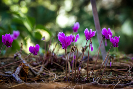 nature awakening. Pink lilac cyclamen hederifolium flowers grow on forest edge, garden, park, forest in wild in summer. Blooms in a national park in spring. nature's awakening. wild cyclamens in woodsの写真素材