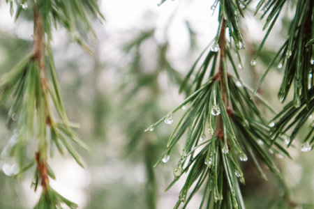 Evergreen conifers pine spruce tree branch long needles with drops of dew, rain. Rainy weather in an autumn forest, park, woods. Trees for the production of coniferous oil. Dark green natural backdropの写真素材