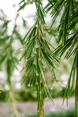 Evergreen conifers pine spruce tree branch long needles with drops of dew, rain. Rainy weather in an...