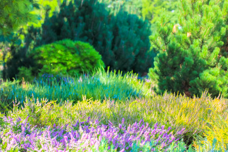 Blurred natural green background with purple flowering plants in a botanical garden, park, forest in...