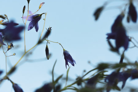 Violet blue bellflowers blooming in a spring meadow against blue sky. Flowering field, plants in summer garden. Floral postcard for congratulations with holidays Wild blossoming field. growing flowersの写真素材