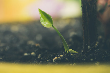 Green sprout, seeding growing from sol in a flower pot in home garden. Young plant grows on the...