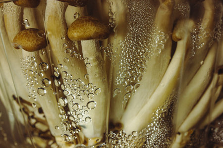 Fresh raw brown shimiji or shimeji mushrooms in a plastic package selective focus. Hypsizygus tessulatus is a mushroom native to East Asia. Vegetarian healthy food plant. Beech mushroom backdropの写真素材