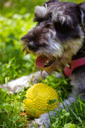 Gray miniature zwergschnauzer puppy is lying on a green grass on a lawn on nature and playing with a yellow ball. Cute funny doggy on a walk. Canine domestic animal, pet in green park, woods, forest.の写真素材