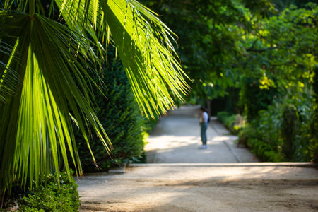 People walking in a botanical garden, park on a sunny summer day among bright fresh green leaves of palm trees, exotic plants. Recreation in nature concept. Travel in the Jungles. A long way ahead.の写真素材