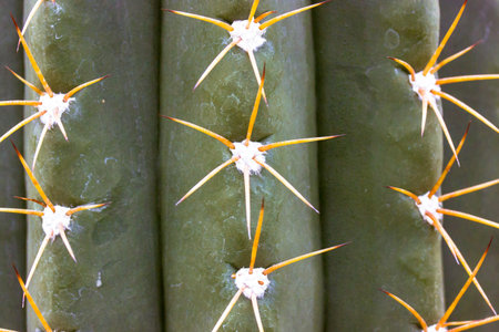 Green ferocactus background and texture of sharp long cactus prickles, spines. Coryphanthus....