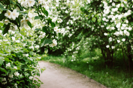 A desert dirt road, path, way without people drowning in the lush greenery of blooming white jasmine bushes in a spring summer botanical garden. A stroll in a fragrant park in May. selective focus.の写真素材