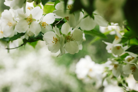 Blooming jasmine bushes with white blossoming fragrant flowers petals on light green background in a...