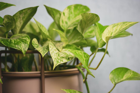 Epipremnum golden, Epipremnum aureum is a deciduous climbing plant of Araceae family. A plant with green heart-shaped leaves grown in a gray pot at home. Plant grows in stylish flower pot indoors.の写真素材