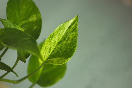 Epipremnum golden, Epipremnum aureum is a deciduous climbing plant of Araceae family. A green plant...