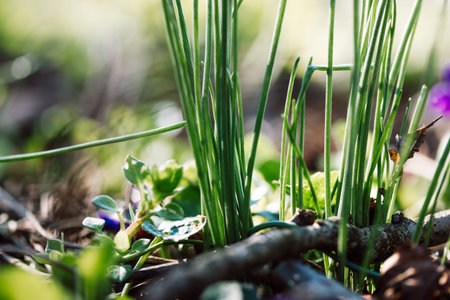 Green succulent grass grows from the ground in a botanical garden park low angle in sunny day. Macrophotography of nature reviving after winter in spring season in April May. natural abstract backdropの写真素材