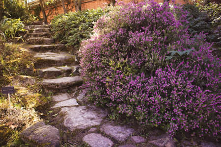 Stone paved pathway leading up in botanical garden among blooming lilac pink small flowers, shrub, floral arrangement in landscape design. Spring garden in sunny day. Blossoming nature.の写真素材