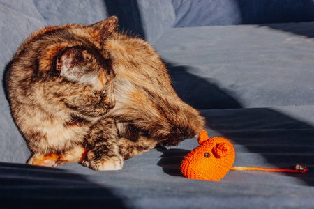 Domestic Turtle cat is lying on blue sofa at home and looking on a toy orange mouse. Feline pet toys. Tricolor brown black kitty resting indoors. Domesticated lazy feline animal has fun Hunting animalの写真素材