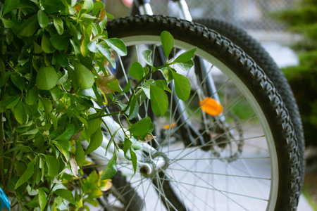Tires wheels of bicycle against a bush with green foliage. Eco-friendly transport, nature trip in spring summer concept. Parking lots for bicycles. Sport outdoor lifestyle. Two bikes parked on the street.の写真素材