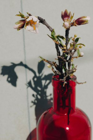 Blossoming almond tree branch in red clear glass vase vertical photo with a contrast shadow of a blossoming twig. floral background. Modern decor for home in spring season. March, April nature wake.の写真素材