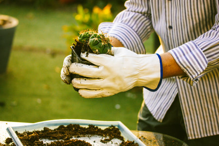 Thelocactus hexaedrophorus in gardener's farmer's hands. Cultivation cactuses in garden, greenhouse Faceless man works outdoors in thorn proof gloves for cactus replanting. Plant care. Green succulent.の写真素材