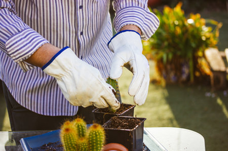 Gardener, farmer in white thorn proof gloves working in garden greenhouse replanting Pilosocereus pachycladus cacti. Small green cactuses cultivation, horticulture, floriculture. small flower businessの写真素材