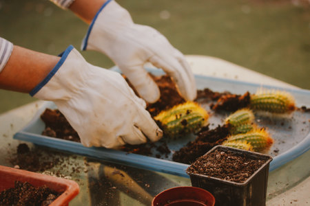 Gardener, farmer in white thorn proof gloves working in garden greenhouse replanting Pilosocereus pachycladus cacti. Small green cactuses cultivation, horticulture, floriculture. small flower businessの写真素材