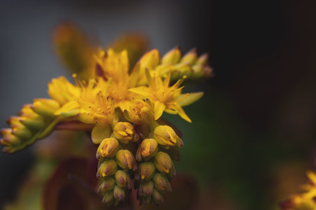 Beautiful background with green blue succulents blossoming yellow flowers, exotic garden plants in...